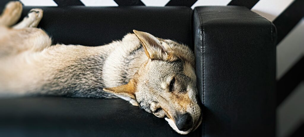 Dog sleeping on sofa - Photo by Marco Ceschi on Unsplash